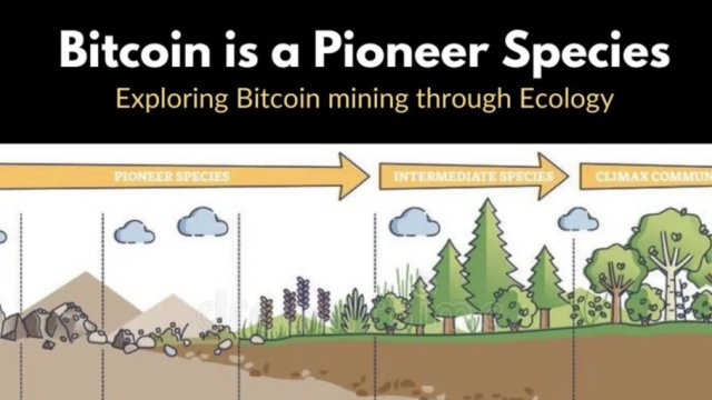 Bitcoin es una especie pionera